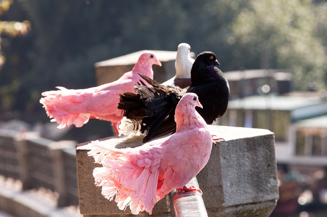 入无疑是公 入无疑是公